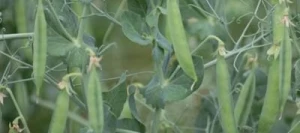 Pois protéagineux ROCKET non traité