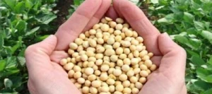 Soja SUZA 00 AB non traité