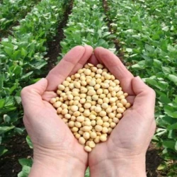 Soja SUZA 00 AB non traité