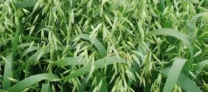 Avoine LENNON nue AB non traité