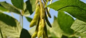 Soja ALAMEDA 0 AB non traité