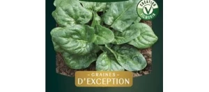 Epinard SOYUZ HF1 - VILMORIN