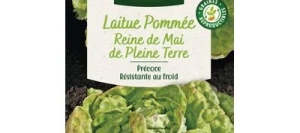 Laitue pommée Reine de Mai des Pleine Terre - VILMORIN