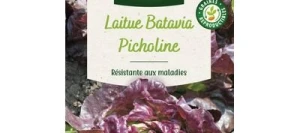 Laitue PICHOLINE - VILMORIN
