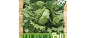Laitue Batavia EDUARDO - Type ICEBERG BIO - VILMORIN