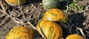 Courge oléique BEPPO enrobé FLOWBRIX