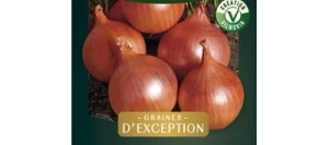 Oignon jaune JADY HF1 - VILMORIN