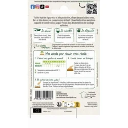 Oignon jaune JADY HF1 - VILMORIN