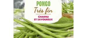 Haricot vert sans fil PONGO - VILMORIN