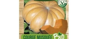 Courge Musquée Muscade BIO - VILMORIN