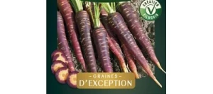 Carotte PURPLE HAZE - VILMORIN