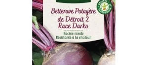 Betterave DE DETROIT 2- Race Darko - VILMORIN
