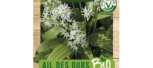 Ail des Ours BIO - VILMORIN