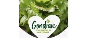 Laitue Batavia ROSSIA - GONDIAN