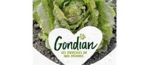 Laitue Batavia SIERRA - GONDIAN