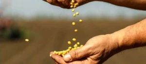 Soja SICILIA 0 AB Hicoat Super