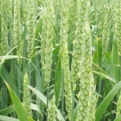 Blé tendre TARRAFAL AB traité vinaigre