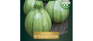Courgette Ronde BOLDENICE HF1 - VILMORIN
