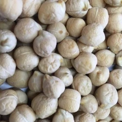 Pois chiche ELIXIR non traité