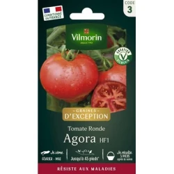 Tomate ronde AGORA HF1 - VILMORIN