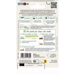 Tomate ronde AGORA HF1 - VILMORIN