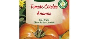 Tomate Côtelée ANANAS - VILMORIN