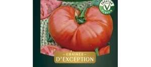 Tomate côtelée BUFFALOSTEAK HF1 - VILMORIN