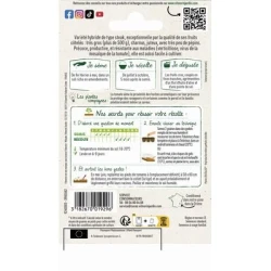 Tomate côtelée BUFFALOSTEAK HF1 - VILMORIN