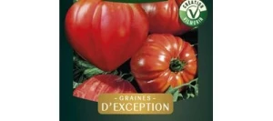 Tomate  GOURMANDIA HF1 - VILMORIN