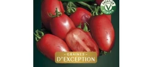 Tomate Allongée LANCLEOT HF1 - VILMORIN