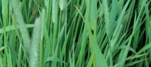 Fléole ALMA non traité