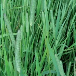 Fléole ALMA non traité