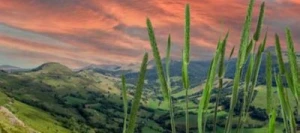 Fléole des prés CANTAL non traité