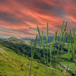 Fléole des prés CANTAL non traité