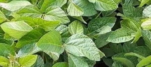 Soja ABIOLA 00 non traité