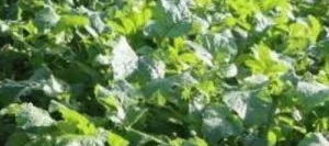 Moutarde brune SCALA non traité