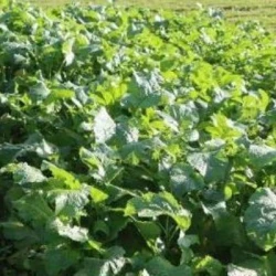 Moutarde brune SCALA non traité