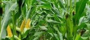 Maïs très précoce PROMOTO REDIGO