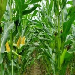 Maïs très précoce PROMOTO REDIGO