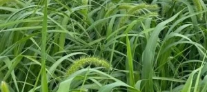 Moha RAPIDO non traité