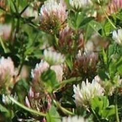 Trèfle de Micheli non traité