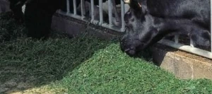 Luzerne PAOLA AB non traité