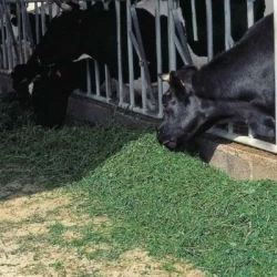 Luzerne PAOLA AB Pré-inoculé