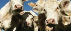 Fétuque élevée NINKOKO AB non traité