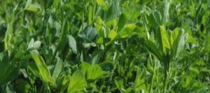 Luzerne NARDIAN non traité