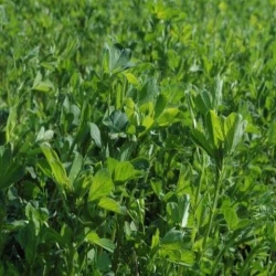 Luzerne NARDIAN non traité