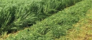 Ray grass westerwold BENDIX non traité