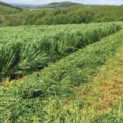 Ray grass westerwold BENDIX non traité
