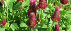 Trèfle incarnat KARDINAL AB non traité