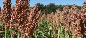 Sorgho Grain ARCANE non traité